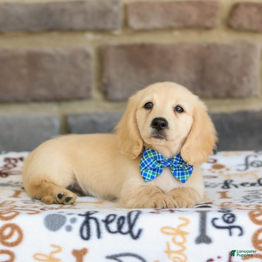 Miniature Dachshund dogs for sale: Theo - Image 4