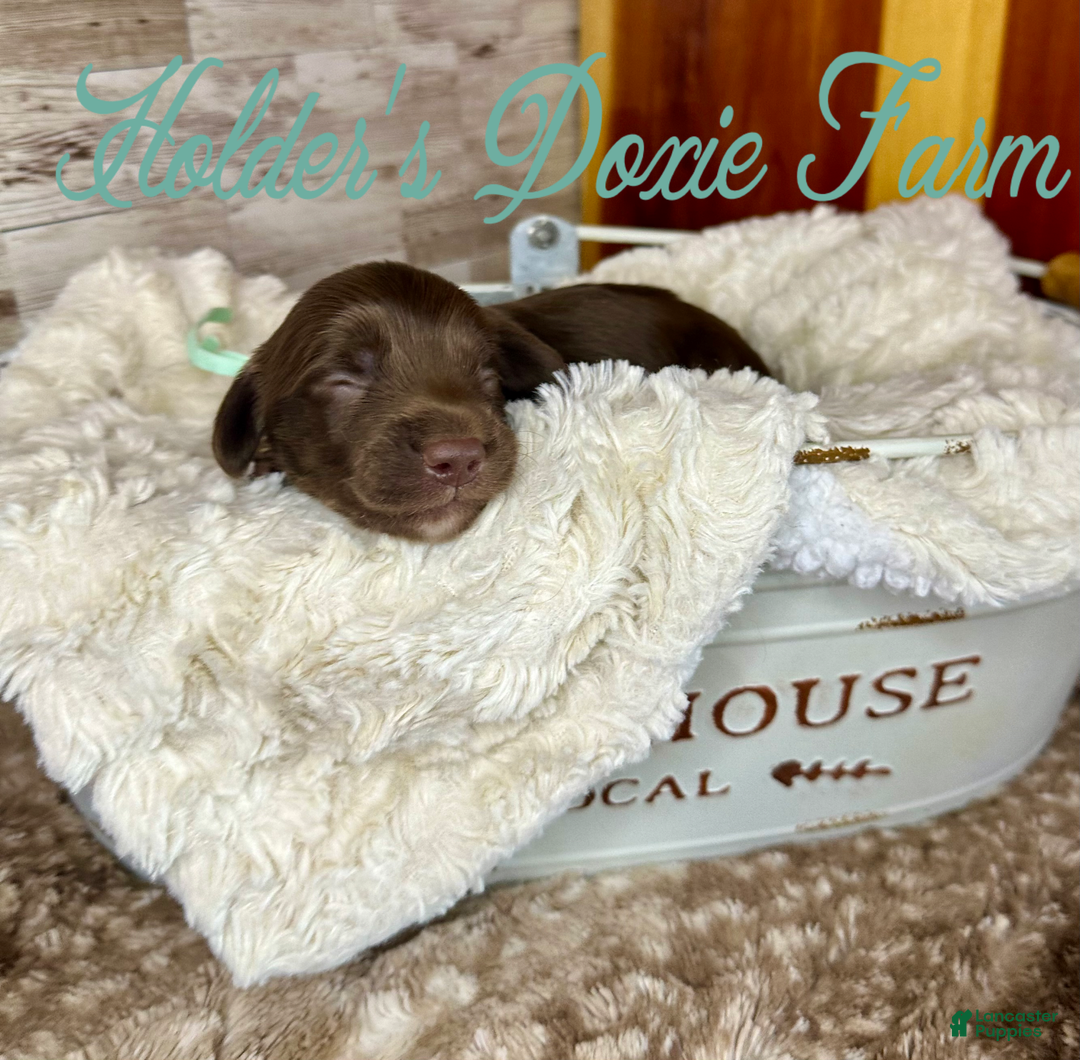 Miniature Dachshund dogs for sale: Barney - Image 6