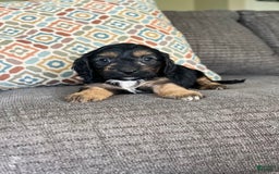 Cavapoo dogs for sale: Lads - Image 2