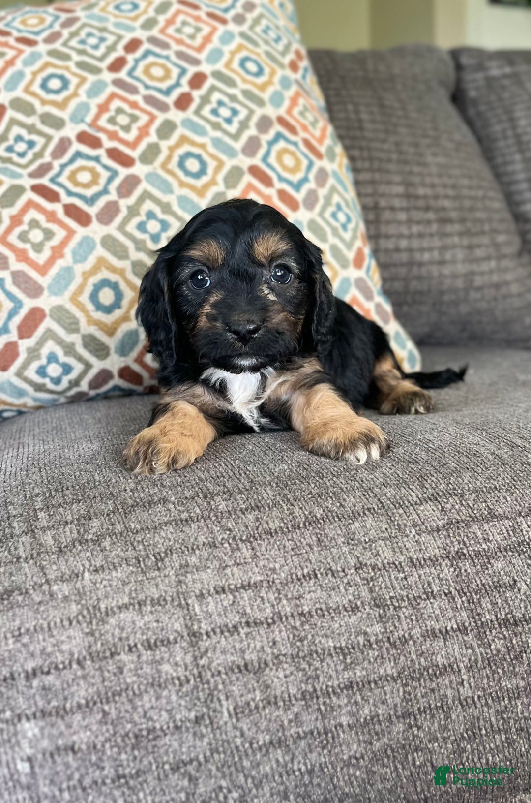 Cavapoo dogs for sale: Lads - Image 2