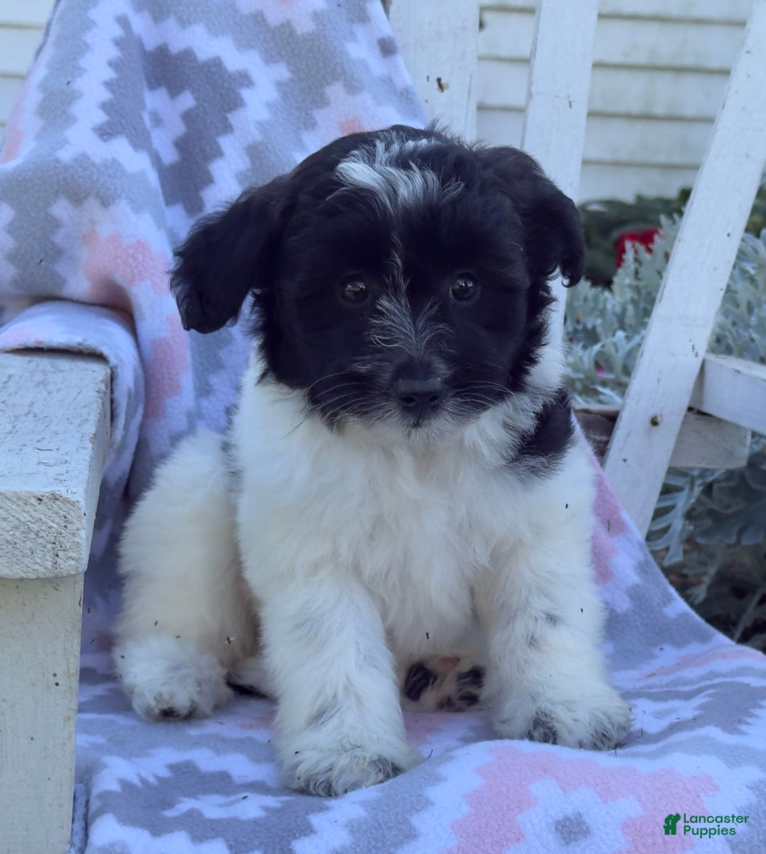 Miniature Poodle dogs for sale: Barry - Image 1