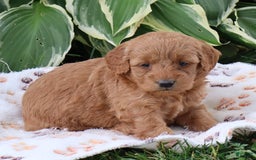Mini Goldendoodle dogs for sale: Arlena - Image 5