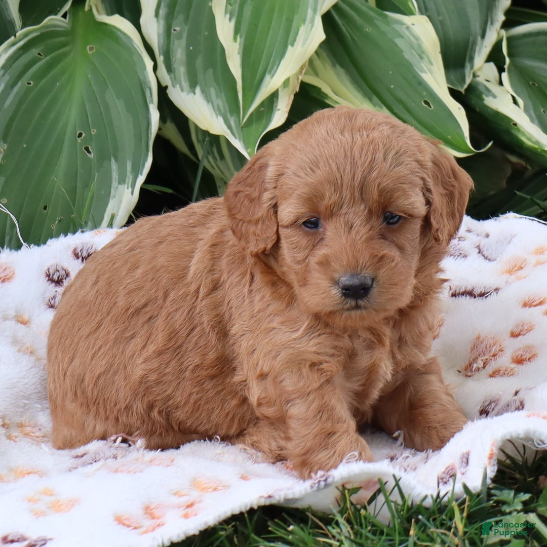 Mini Goldendoodle dogs for sale: Arlena - Image 5