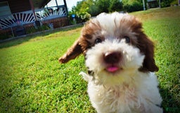Havapoo dogs for sale: Hope - Image 9