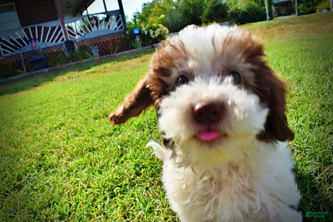 Havapoo dogs for sale: Hope - Image 9