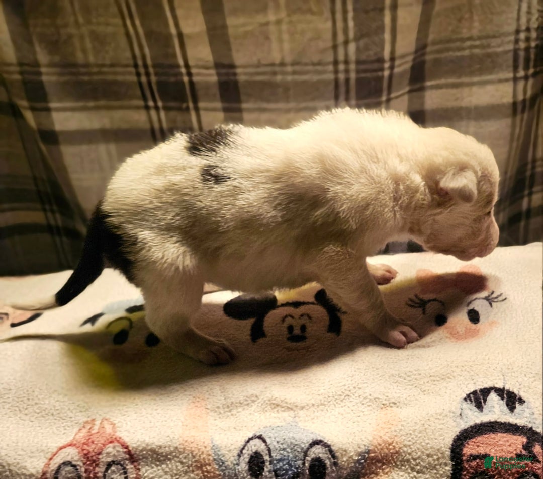 Border Collie dogs for sale: Bambi - Image 4