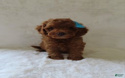  dogs for sale: Mini Goldendoodle 7 puppies - Image 16