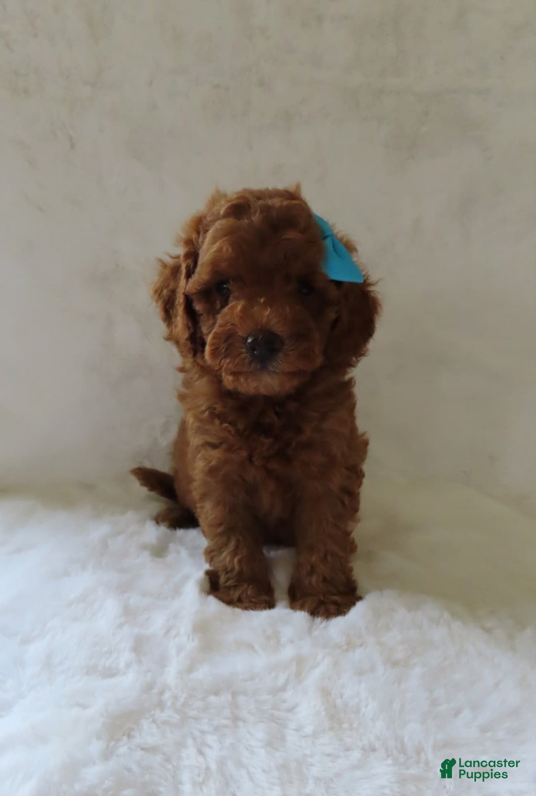  dogs for sale: Mini Goldendoodle 7 puppies - Image 16