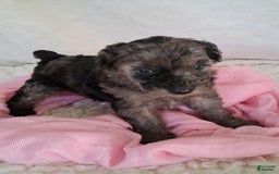 Mini Aussiedoodle dogs for sale: Rosemary - Image 4