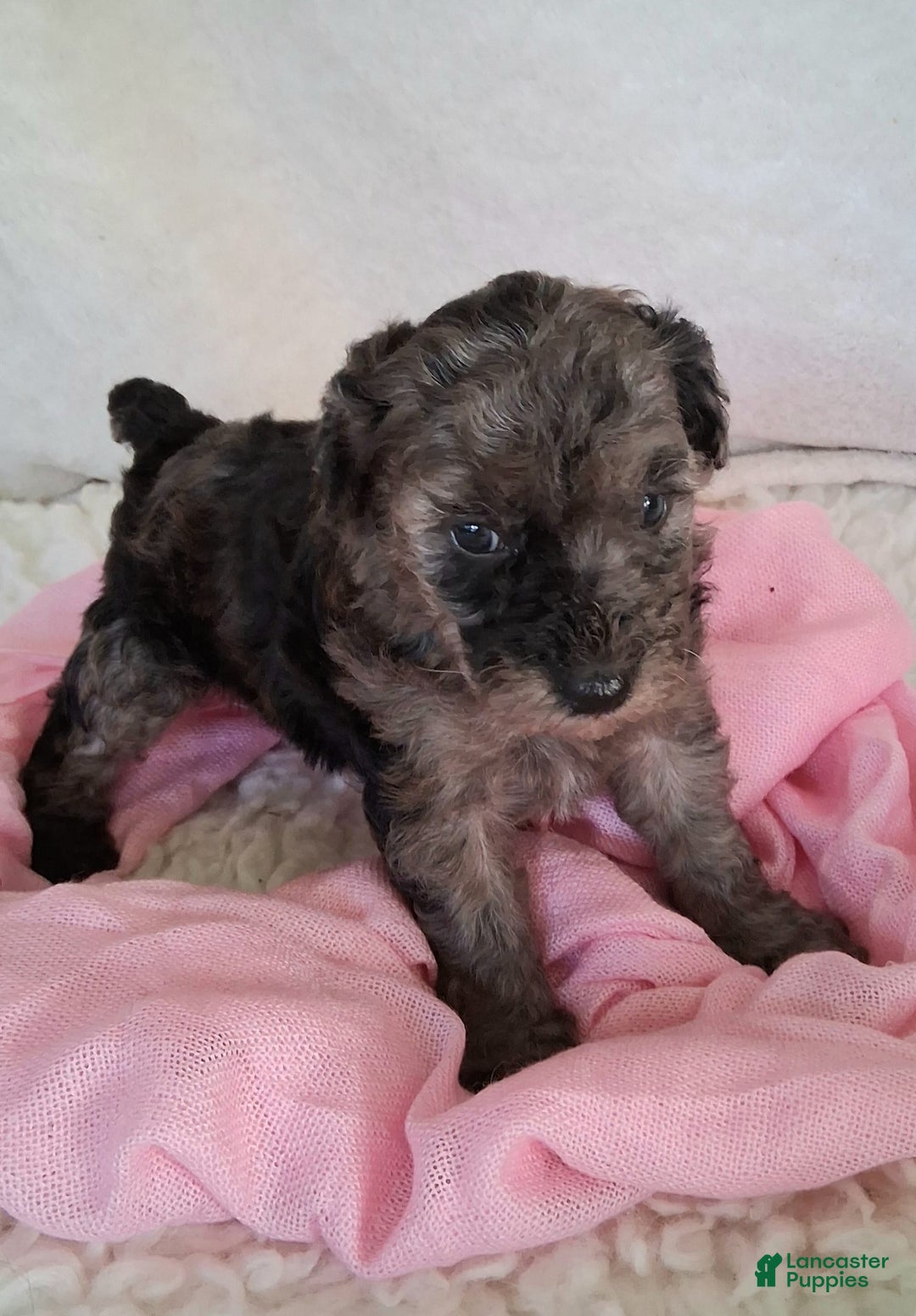 Mini Aussiedoodle dogs for sale: Rosemary - Image 4