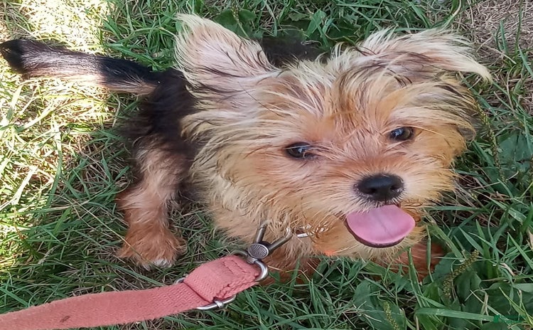 Yorkshire Terrier dogs for sale - Ad 1