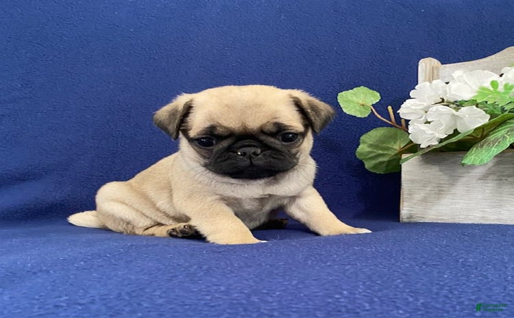 Pug dogs for sale - Ad 4