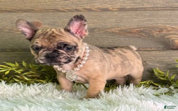 Frenchton dogs for sale: Princess - Image 3