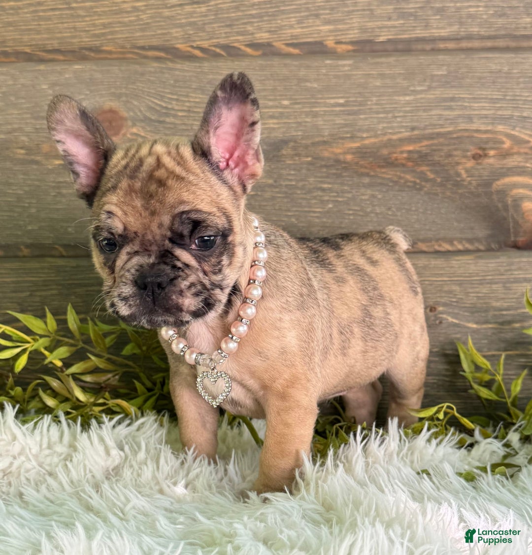 Frenchton dogs for sale: Princess - Image 3