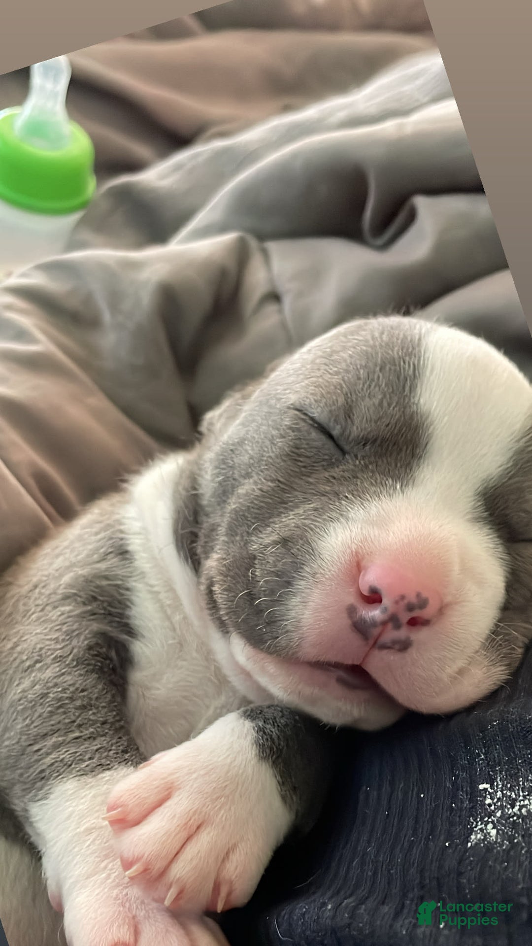 American Staffordshire Terrier dogs for sale: Gizmo - Image 4