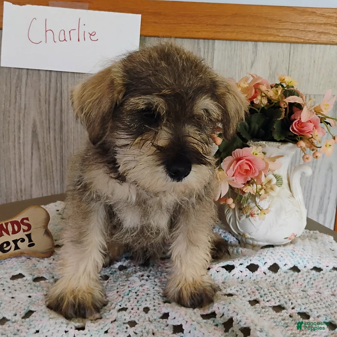 Miniature Schnauzer dogs for sale: Charlie - Image 5