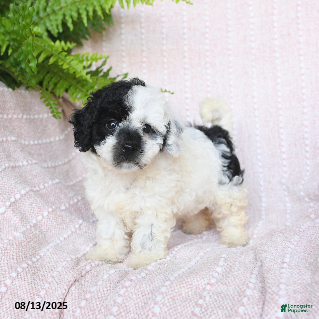 Miniature Poodle dogs for sale: Haven - Image 1