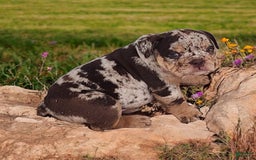 English Bulldog dogs for sale: Stoney - Image 1