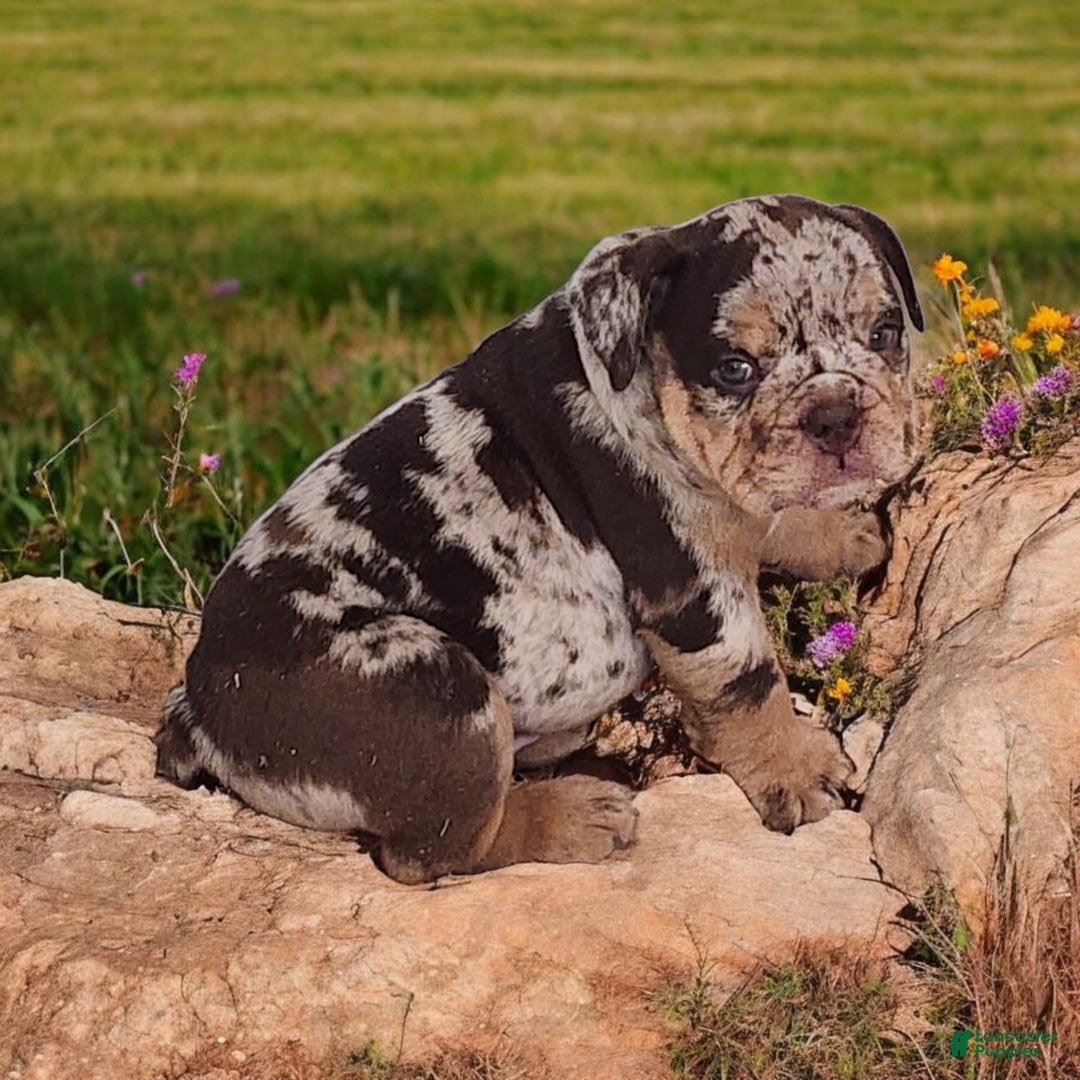 English Bulldog dogs for sale: Stoney - Image 1