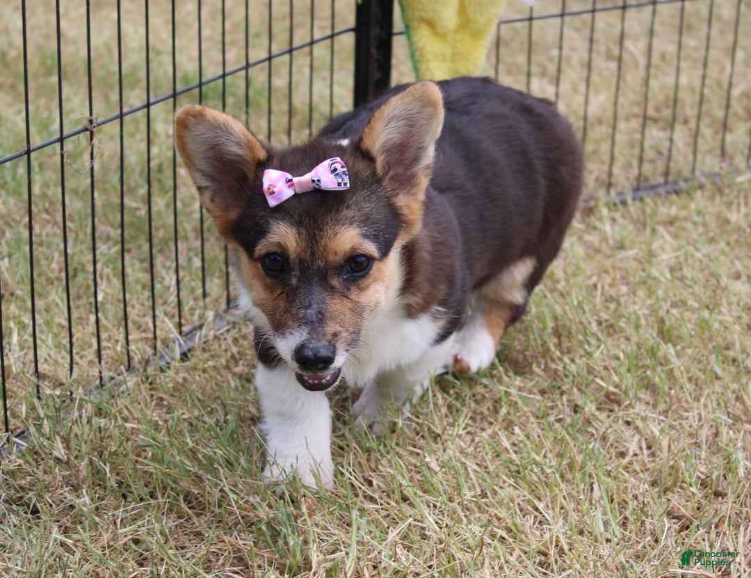 American Corgi dogs for sale: Dacie - Image 2