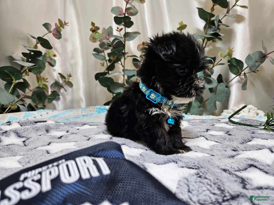 Morkie dogs for sale: Dusty - Image 5