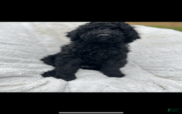 Bernedoodle dogs for sale: Coal - Image 1