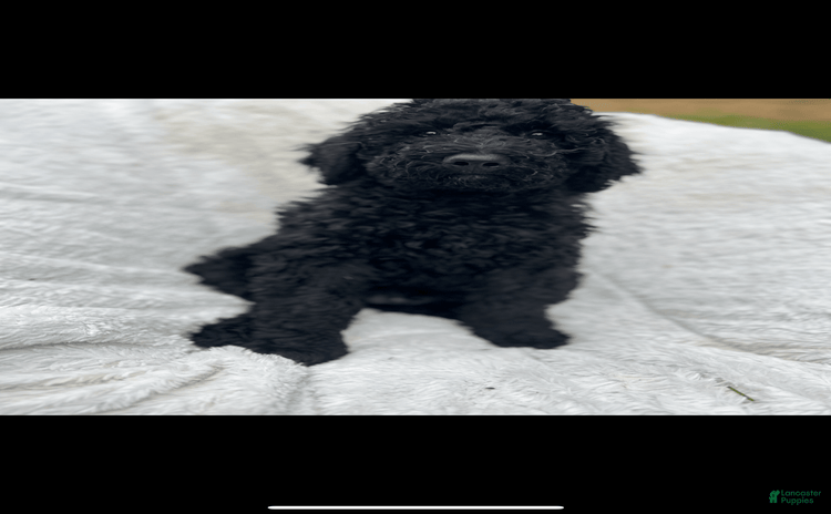 Bernedoodle dogs for sale - Ad 5