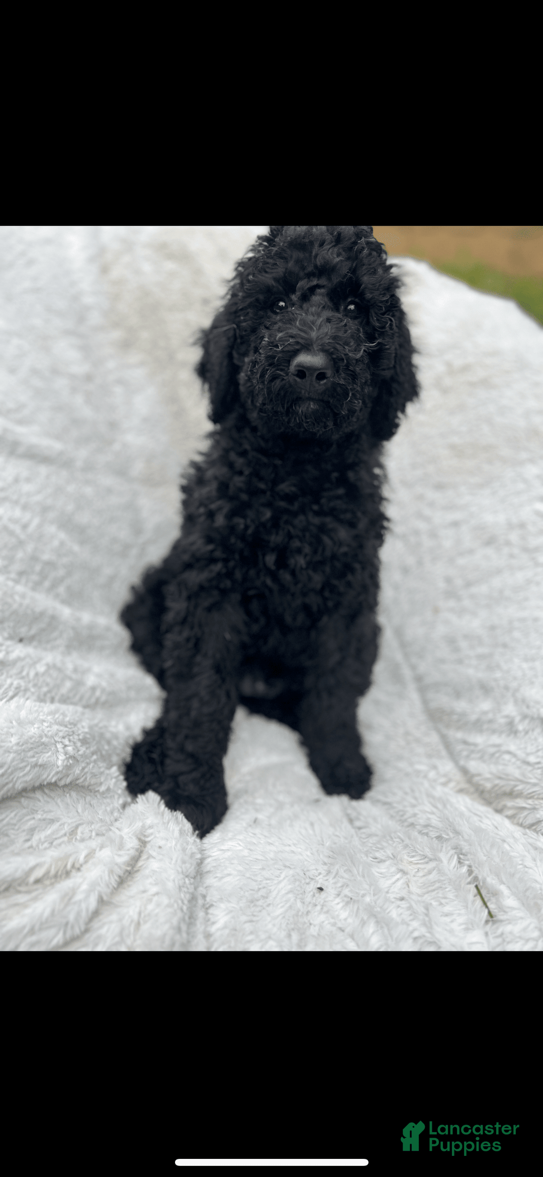 Bernedoodle dogs for sale: Coal - Image 1