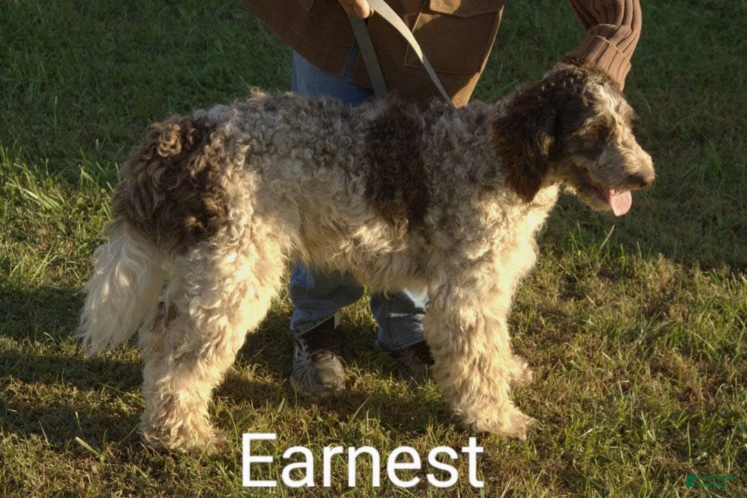 Standard Poodle dogs for sale: Sugar Bun - Image 4