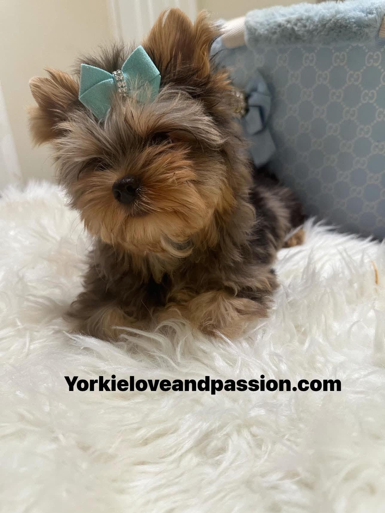 Yorkshire Terrier dogs for sale: Yorkshire Terrier 5 puppies - Image 13