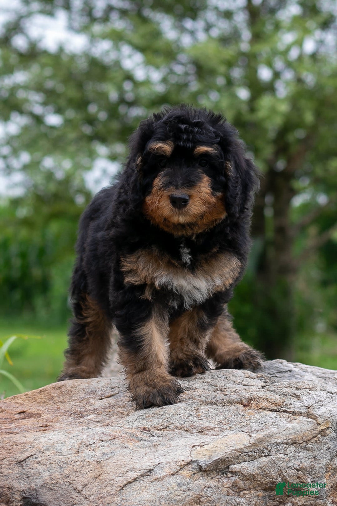 Bernedoodle dogs for sale: Paprika - Image 8