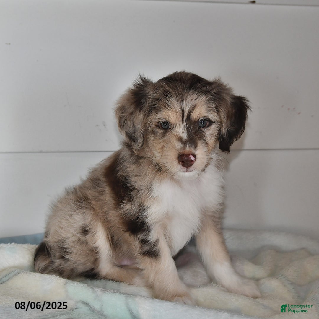 Mini Aussiedoodle dogs for sale: Reggie - Image 1