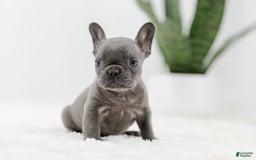 French Bulldog dogs for sale: Rhonda - Image 3