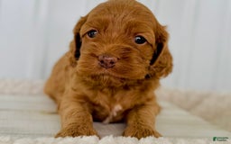 Cockapoo dogs for sale: Female Three - Image 1