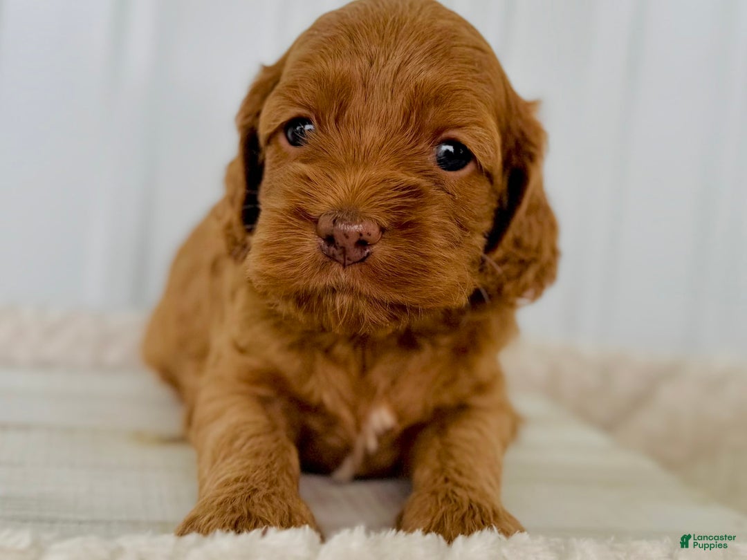 Cockapoo dogs for sale: Female Three - Image 1