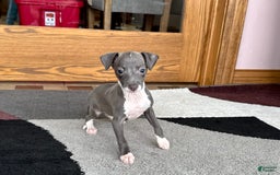 Italian Greyhound dogs for sale: Lila - Image 8