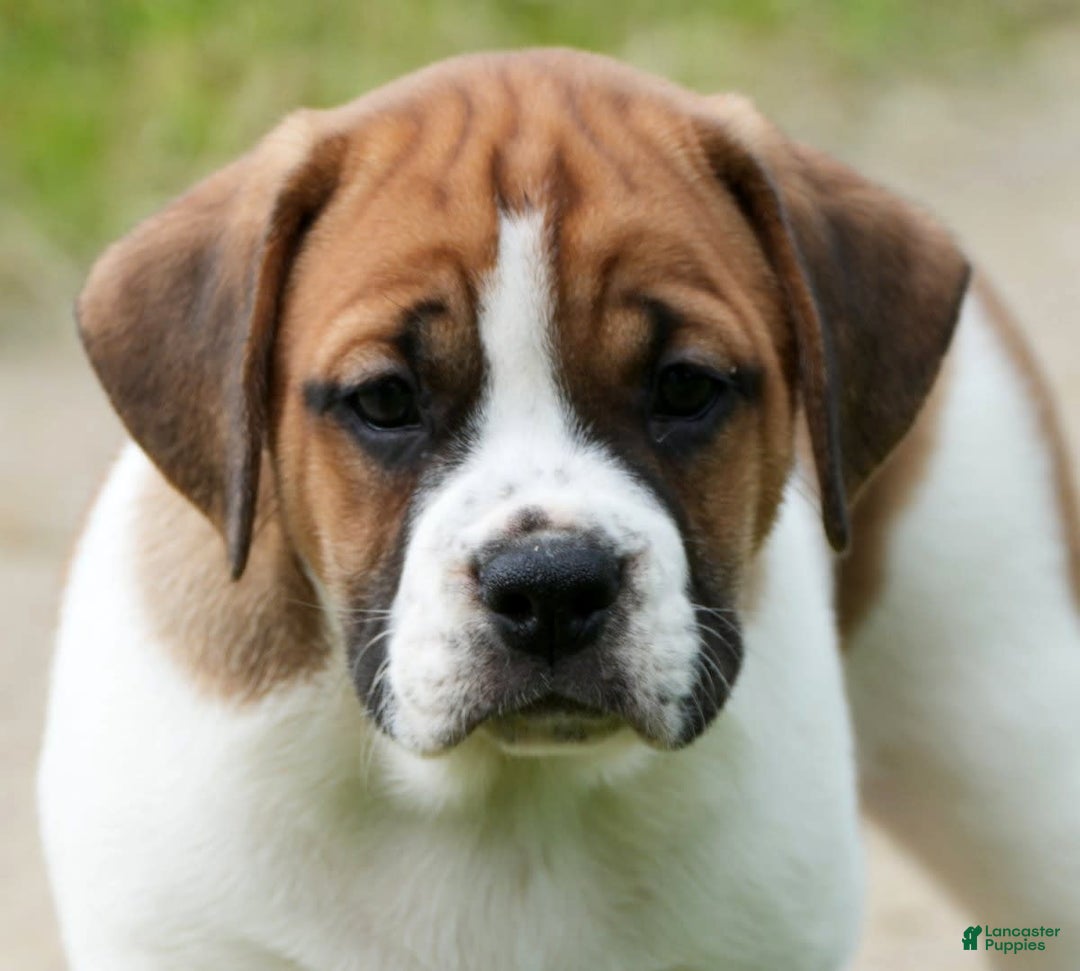 Beabull dogs for sale: Angie - Image 9
