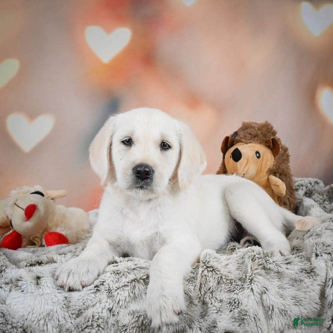 Labradoodle dogs for sale: Rain - Image 8