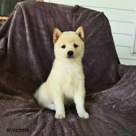 Shiba Inu dogs for sale - Ad 2
