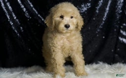Mini Goldendoodle dogs for sale: Duke - Image 4