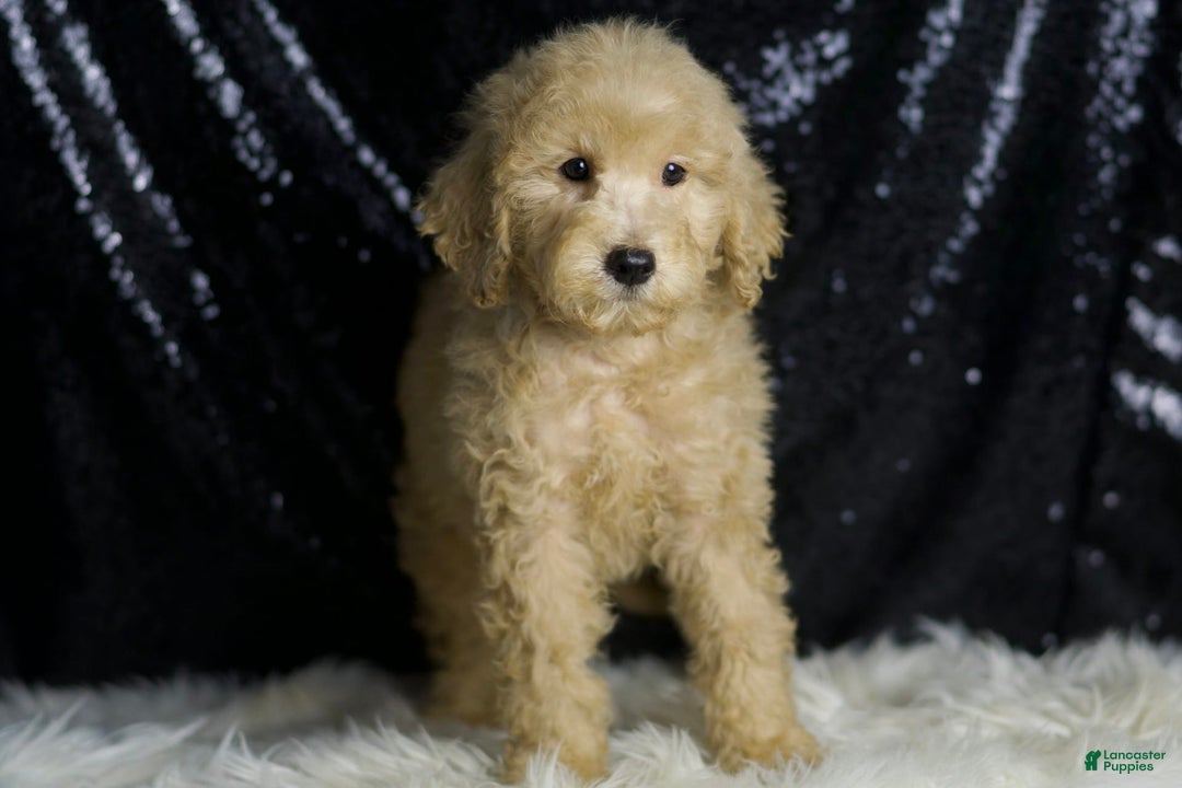 Mini Goldendoodle dogs for sale: Duke - Image 4