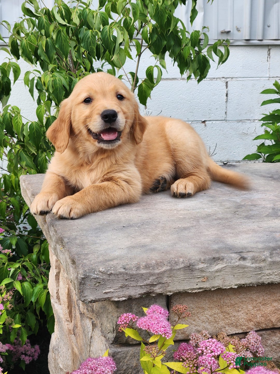 Golden Retriever dogs for sale: Drew - Image 3