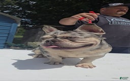 French Bulldog dogs for sale: Riot - Image 4
