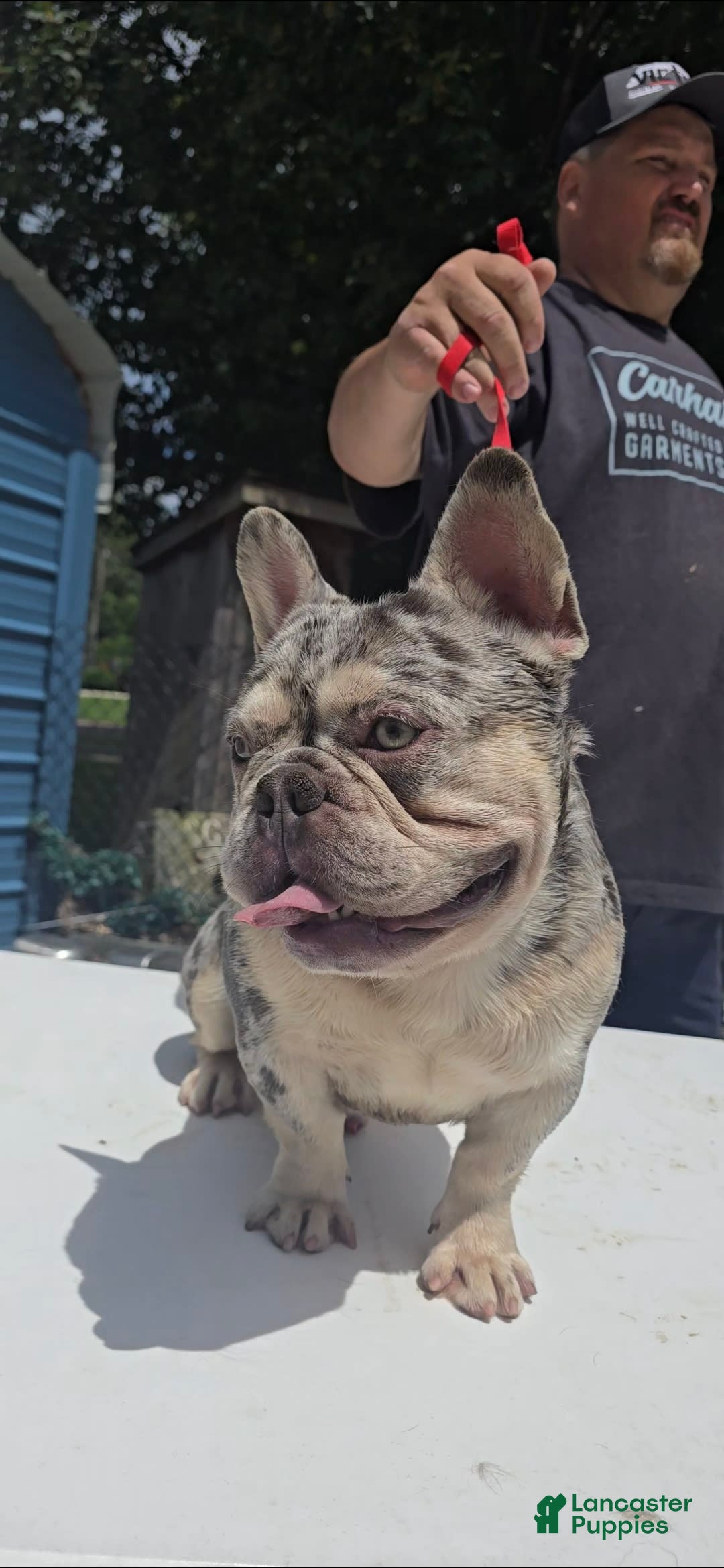 French Bulldog dogs for sale: Riot - Image 4