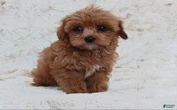 Cavapoo dogs for sale: Amy - Image 1
