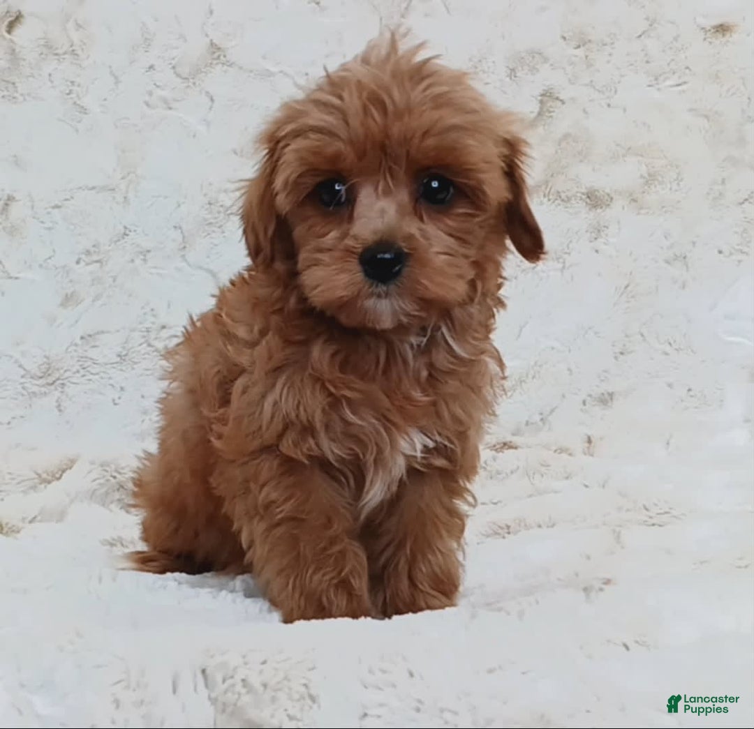 Cavapoo dogs for sale: Amy - Image 1