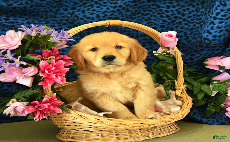 Golden Retriever dogs - Advert 26