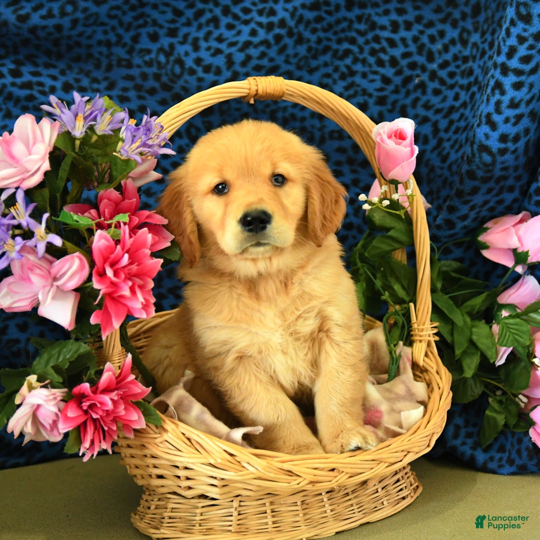 Golden Retriever dogs for sale: Lex - Listing for pets: Lilly, Linda, Lizzy, Lex, Ludwig - Image 1