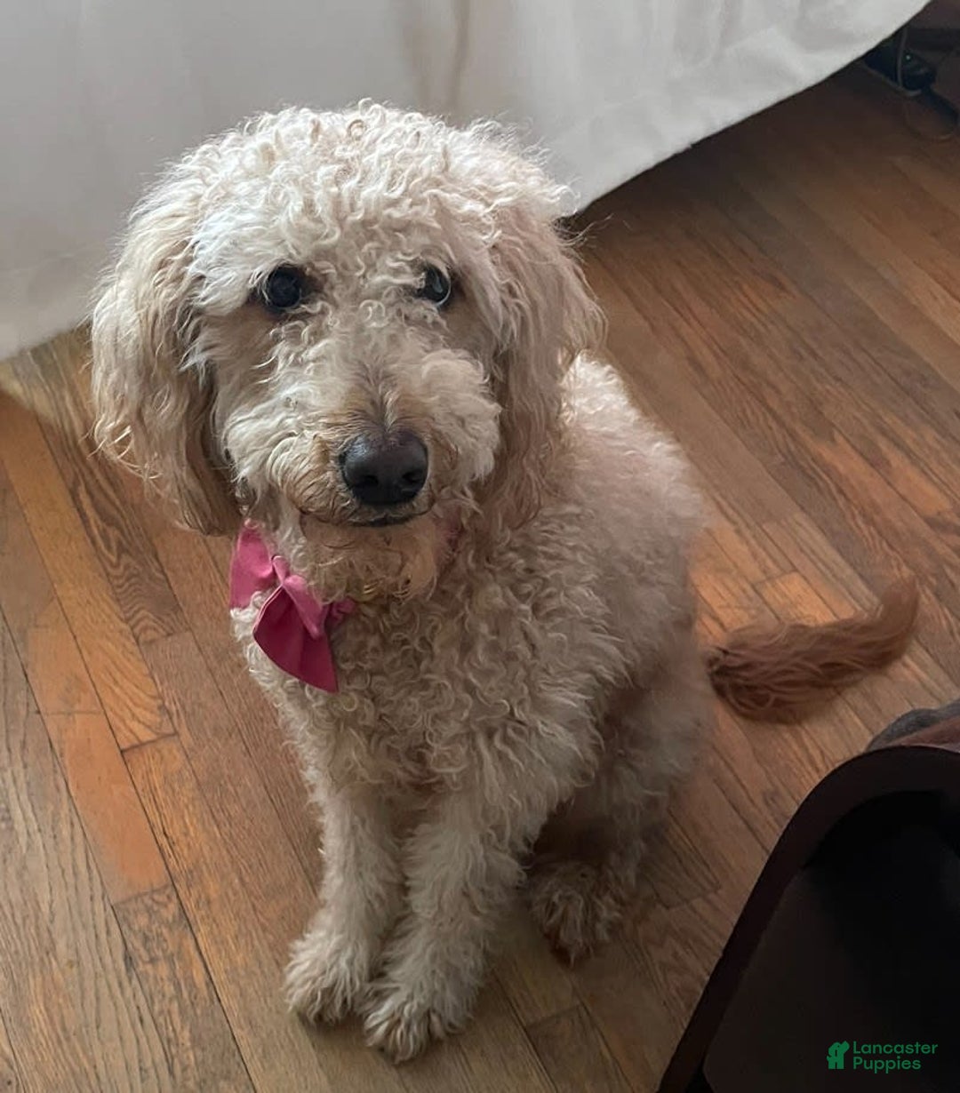 Goldendoodle dogs for sale: Jason - Image 5