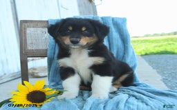 Australian Shepherd dogs for sale: Australian Shepherd 9 puppies - Image 26